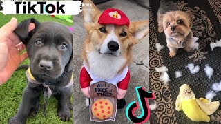 TikToks That Make You Go AAWWW  Funny Dogs of TIK TOK  Try Not to Laugh [upl. by Auj]