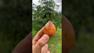 ¿Conocías Está Rara Fruta Boliviana plantas curiosidades nosabias ciencia viral trending [upl. by Elbertina]