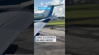 Alligator walks off runway at Orlando Airport [upl. by Wilona]