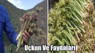 Uçkun  Işgın  Nedir Faydaları Nelerdir  Uçkun Otu [upl. by Brewster20]