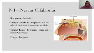 Anatomi Sistem Saraf 3  Nervi Cranialis [upl. by Naimed]