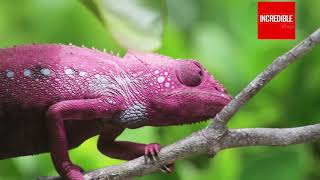 Amazing Chameleon Changing Color in Wild  Timelapse amp Closeup [upl. by Gurango]