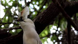 Black Crowned Night Heron Killing and Eating Cattle Egret Chick [upl. by Rawden]