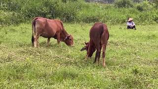 The old lady went to herd cows [upl. by Bickart]