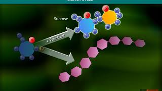 Calvin Cycle  Carboxylation [upl. by Sitnalta783]