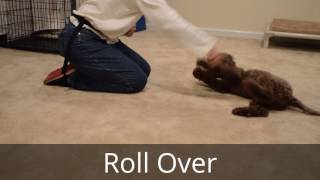 Chip 16WeekOld Lagotto Romagnolo Puppy Obedience Training [upl. by Salisbarry67]