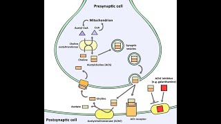 Biosynthesis of Acetylcholine Neurotransmitters  Synthesis Storage Release Function Degradation [upl. by Jennine644]