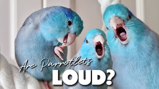 Are Parrotlets LOUD 2 Parrot Talking Sounds ฟอพัส Parrotlets As Pets Forpus Bird [upl. by Eleumas124]