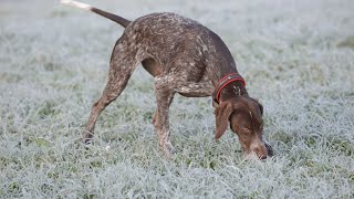 Training Tips for the German Wirehaired Pointer [upl. by Ilatan]