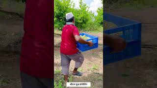 गावातच सुरू केला सिताफळाचा पल्प बनवण्याचा व्यवसाय  custard apple pulp making business  shorts [upl. by Leamhsi]