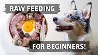 Raw Food Diet For Dogs  Balancing Explained For Beginners [upl. by Krebs]