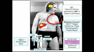 12DaysinMarch Podcast Series Growth Hormone for the USMLE Step One Exam Part I [upl. by Eliezer899]