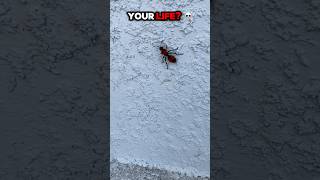 Can a velvet ant end your life ☠️ shortvideo facts ￼ [upl. by Birk271]