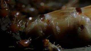 Her Majesty the Termite Queen  National Geographic [upl. by Aneerak]