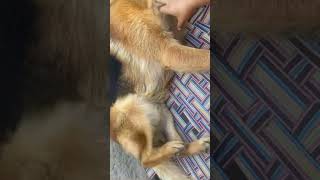 TiSoN tIsOn ………………🐾🐾🐾viralvideo dogs germanshepherd pets petlover dogs viralvideo [upl. by Ellehcar616]