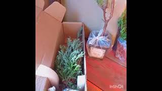 Распаковка посылки ОПТХОЗ ХВОЙНЫЕ 📦🌲 [upl. by Schnell]