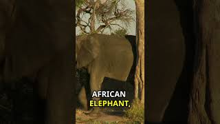 The Poaching of Animals in Africa [upl. by Eilesor408]