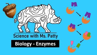 Enzymes  Biology [upl. by Nodnal]