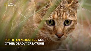 Natures Tiny Warriors  Africa’s deadliest  हिंदी  S7  E3  Nat Geo [upl. by Bostow]