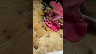 Provocateur cutefarmanimals funnyanimal petchickens viralshort [upl. by Schechinger]