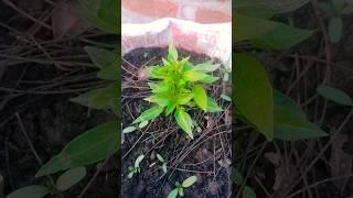 Grow Organic Chilli Plants at Home chilli plant care [upl. by Greeley]