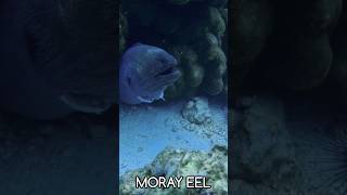 Moray eel seacreatures underwater morayeel sabang pulaurubiah [upl. by Grubman412]