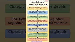 CIRCULATION OF CEREBROSPINAL FLUID  ANATOMY AND PHYSIOLOGY RITU MAAM [upl. by Cowen]