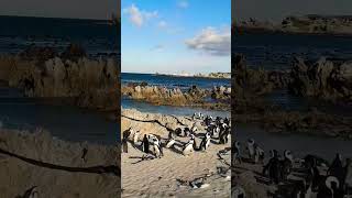 AtomikMedia You need to see Stony Point Penguin Colony in the Western Cape of South Africa [upl. by Yentroc]