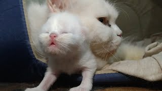 Newborn Kittens Trying To Come Out Of Their House And Mother Cat Stopping Them [upl. by Matheny]