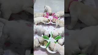 Does Anyone Want to Adopt My Puppies They Eat a Lot I Can No Longer Afford Hahaha puppyvideos [upl. by Hiram503]