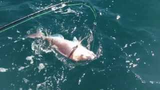 Big Snapper Fishing  Adelaide Fishing Charter [upl. by Eytteb]