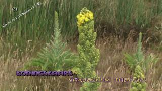 Koningskaars  Verbascum thapsus  Common Mullein [upl. by Enier]