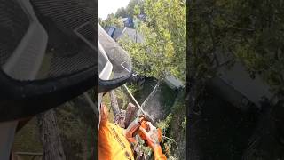 Husqvarna torque is not to be played with… chainsaw tree remove residential [upl. by Proctor]