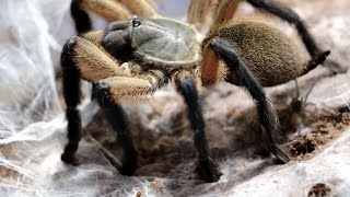 SOCOTRA BLUE BABOON  COMMUNAL  Monocentropus balfouri maternal care [upl. by Ellimaj]