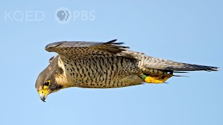 Heres Why Peregrine Falcons Are the Top Guns of the Sky  Deep Look [upl. by Agate536]