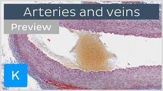 Histology of arteries veins and capillaries preview  Microscopic Anatomy  Kenhub [upl. by Llerehs]