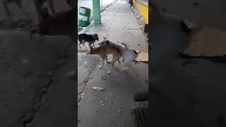 pelea de perro [upl. by Yevre]