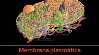 Membrana plasmática La célula parte 1 [upl. by Ebenezer]