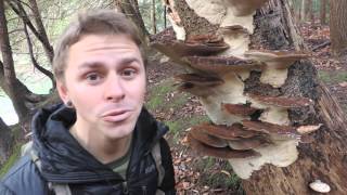 Wild Plants amp Mushrooms of McConnells Mill State Park with Adam Haritan [upl. by Ahsilram291]