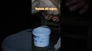 Yaylada ineklerde süt sağarken inek süt Milk rize [upl. by Hogue]