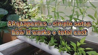 Aquaponics  simple setup how it works  total cost [upl. by Neils967]