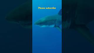 Cuba shark diving [upl. by Munster283]