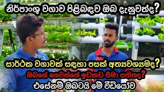 නිර්පාංශු වගාවසරලව හයිඩ්‍රොපොනික් වගාවක්🌱Hydroponic systems🌱 hydroponics soillessfarming [upl. by Rehptsirhc]