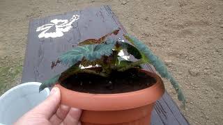 Бегония клубневая Часть 2 После пересадкиtuberous begonia after transplantation [upl. by Esiuole]