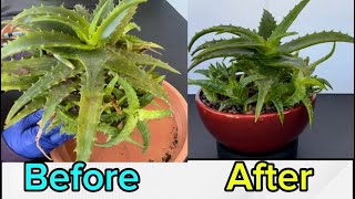 Repotting my Aloe Vera [upl. by Jos]