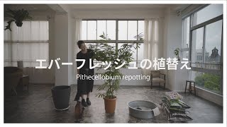 13【エバーフレッシュの植替え】Pithecellobium repotting [upl. by Ramon]