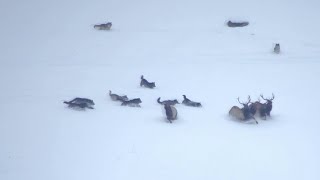 Wolf Pack Gives Chase to Group of Elk  ViralHog [upl. by Crescen]