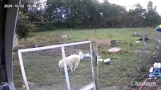 Farm Camera Live Livestock Guardian dogs [upl. by Esdras]