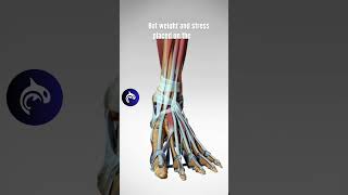 The Incredible Structure of the Foot  3D Animation anatomy [upl. by Bekaj]