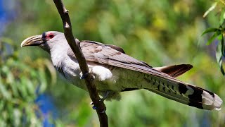 Channelbilled Cuckoo [upl. by Waldack]